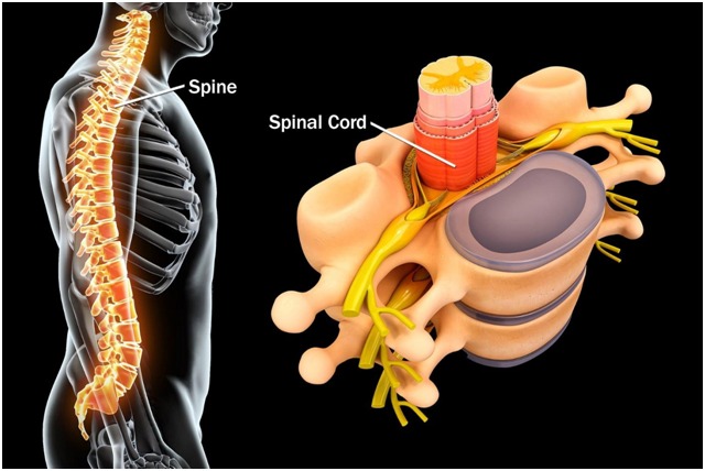 Why are Humans More Prone to Spinal Problems?