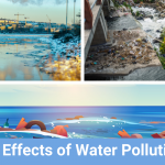 Five Effects of Water Pollution